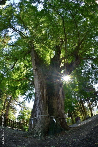 Fototapeta ８００年の大銀杏・大樹