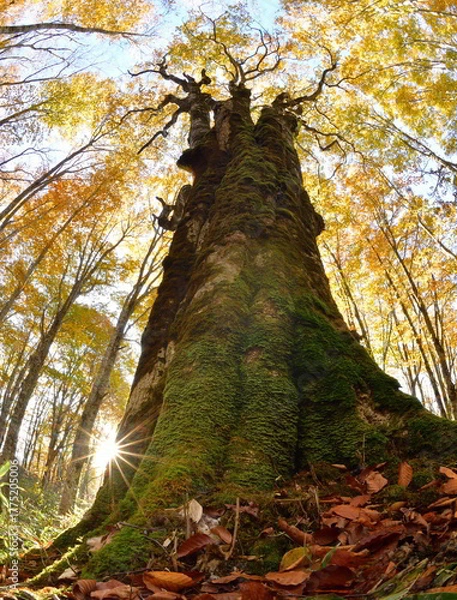 Obraz 秋の紅葉と大樹