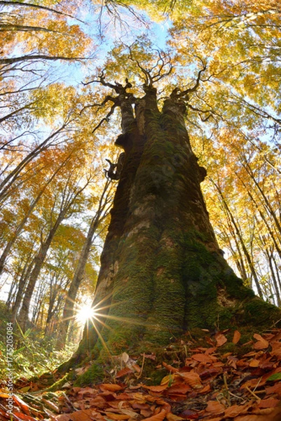 Fototapeta 秋の紅葉と大樹