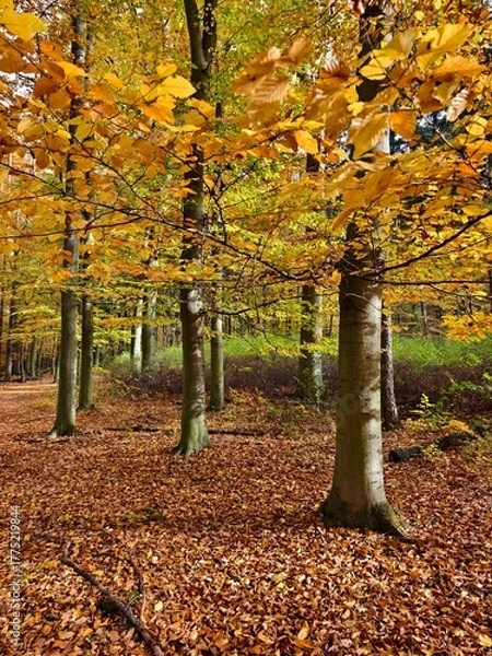 Obraz Autumn beech forest, relaxing atmosphere