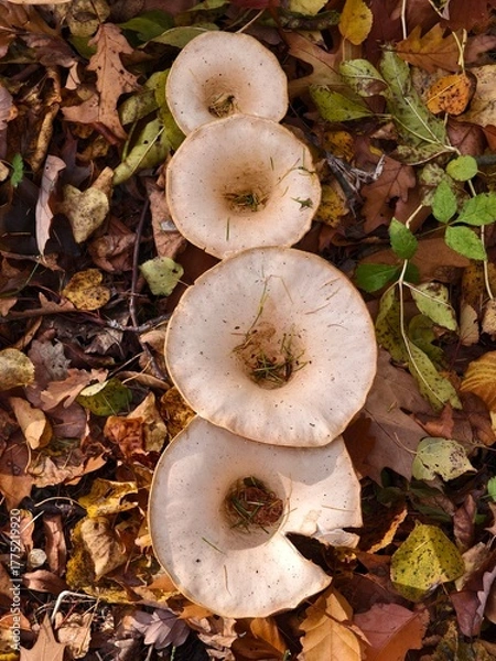 Obraz Funnel mushroom autumn fruit of the forest in the afternoon warm light	