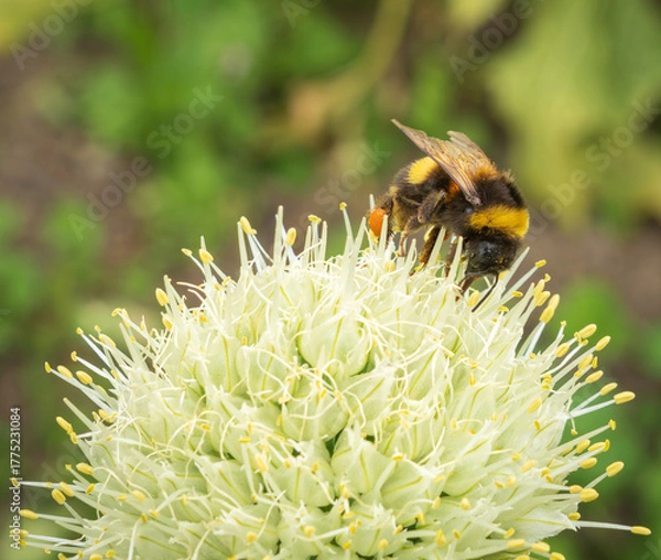 Obraz bumblebee on a flower