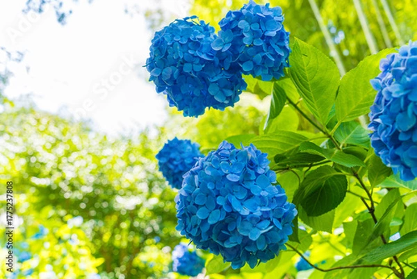 Obraz 日本の鎌倉にある長谷寺で見られる鮮やかな紫陽花の花