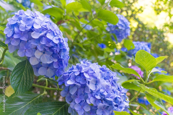 Obraz 日本の鎌倉にある長谷寺で見られる鮮やかな紫陽花の花