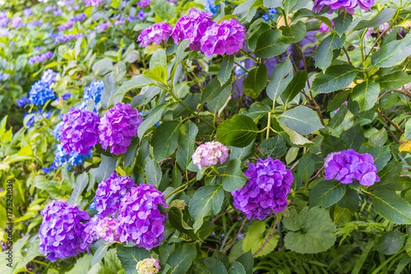 Obraz 日本の鎌倉にある長谷寺で見られる鮮やかな紫陽花の花