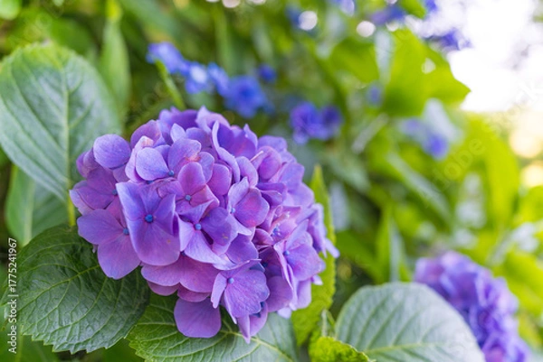 Obraz 日本の鎌倉にある長谷寺で見られる鮮やかな紫陽花の花