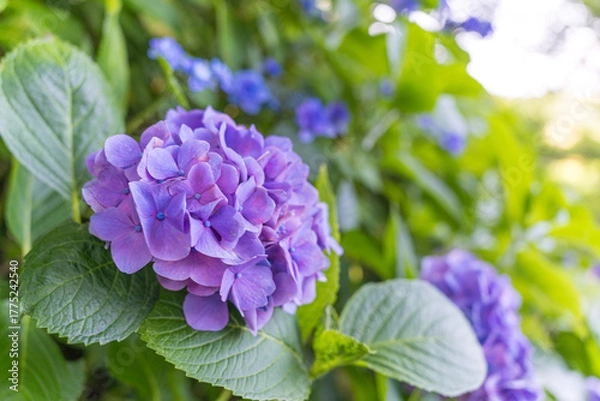 Obraz 日本の鎌倉にある長谷寺で見られる鮮やかな紫陽花の花