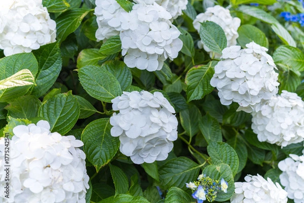 Obraz 日本の鎌倉にある長谷寺で見られる鮮やかな紫陽花の花