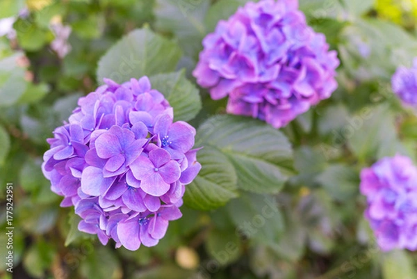 Obraz 日本の鎌倉にある長谷寺で見られる鮮やかな紫陽花の花