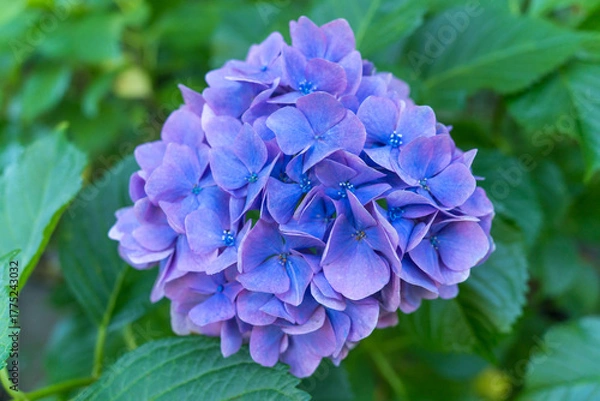 Obraz 日本の鎌倉にある長谷寺で見られる鮮やかな紫陽花の花