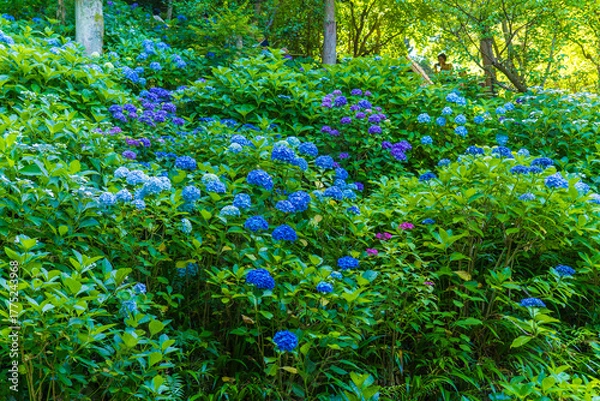 Obraz 日本の鎌倉にある長谷寺で見られる鮮やかな紫陽花の花