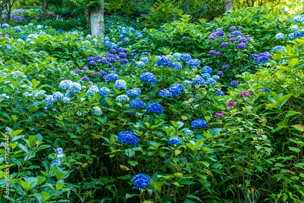 Obraz 日本の鎌倉にある長谷寺で見られる鮮やかな紫陽花の花