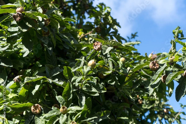 Fototapeta View to the tree of Medlar Mespilus germanica