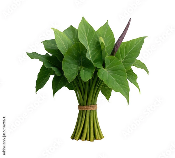 Obraz A fresh bunch of vibrant green sorrel leaves tied with twine against a stark black background studio shot