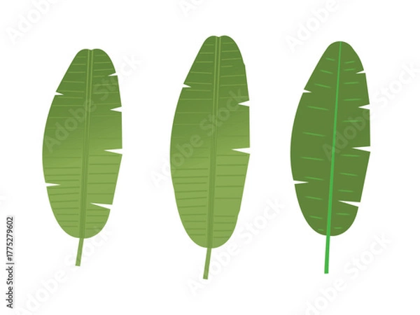 Obraz Tropical green leaves: Vibrant green tropical leaves isolated, perfect for adding a touch of nature and serenity to any design, evoking a sense of calm and natural beauty.