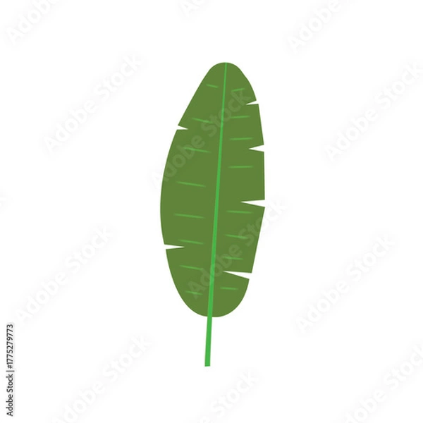 Fototapeta Tropical leaf illustration: A stylized vibrant green leaf, possibly a banana leaf, presented in a clean and simple design, a versatile image suitable for various creative applications.