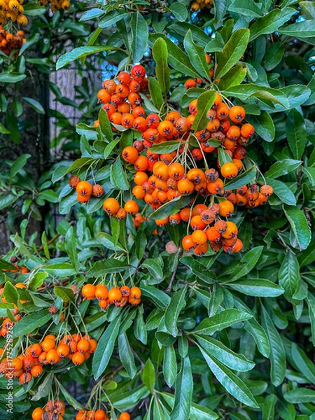 Obraz scarlet firethorn berries