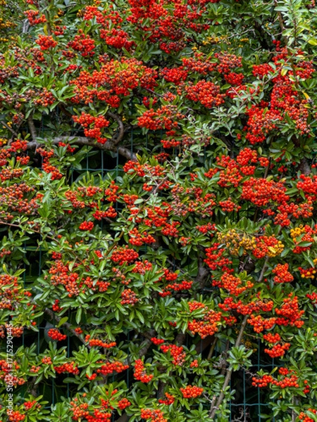 Obraz scarlet firethorn berries