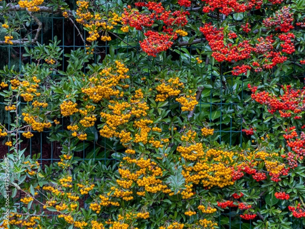 Obraz scarlet firethorn berries