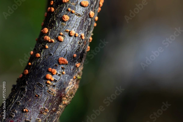 Fototapeta Coral Spot Fungus on a dead branch, in February, United Kingdom