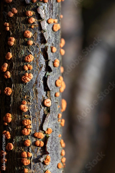 Fototapeta Coral Spot Fungus on a dead branch, in February, United Kingdom