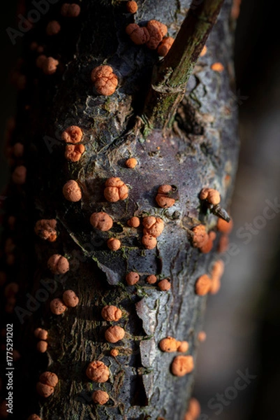 Fototapeta Coral Spot Fungus on a dead branch, in February, United Kingdom