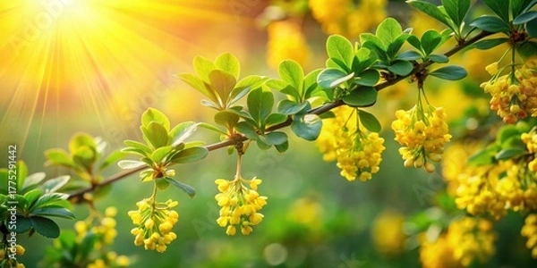 Fototapeta Vibrant Berberine flowers blooming in a lush green meadow with sunlight filtering through leaves