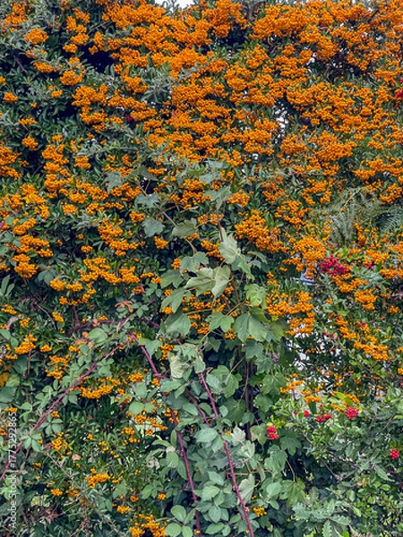 Obraz scarlet firethorn berries