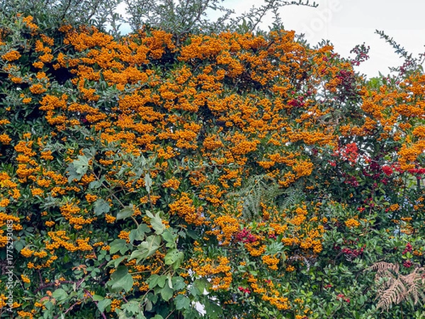 Obraz scarlet firethorn berries