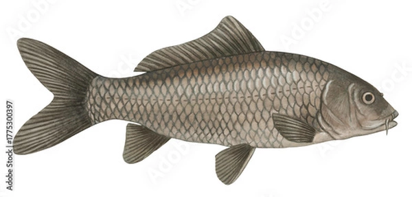 Obraz コイのイラスト