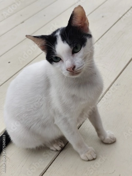 Fototapeta A white cat with black stripes on its face is sitting on the balcony floor.