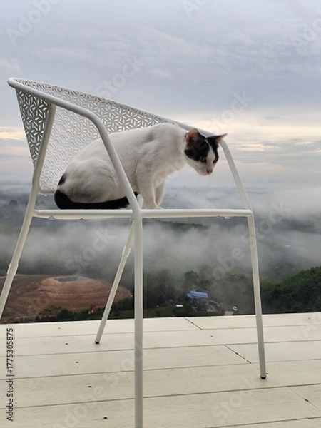 Fototapeta A white cat with black stripes on its face sits on a chair, looking at the morning mist from a high angle.