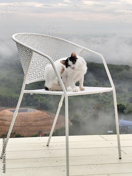 Fototapeta A white cat with black stripes on its face sits on a chair, looking at the morning mist from a high angle.