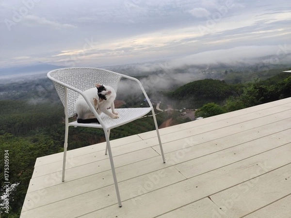 Fototapeta A white cat with black stripes on its face sits on a chair, looking at the morning mist from a high angle.