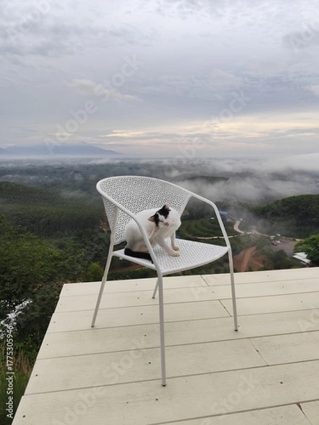Fototapeta A white cat with black stripes on its face sits on a chair, looking at the morning mist from a high angle.