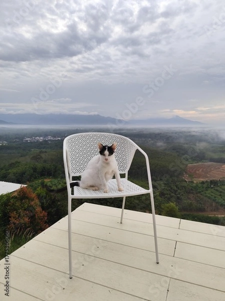 Fototapeta A white cat with black stripes on its face sits on a chair, looking at the morning mist from a high angle.