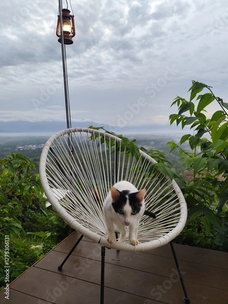 Fototapeta A white cat with black stripes on its face sits on a chair, looking at the morning mist from a high angle.