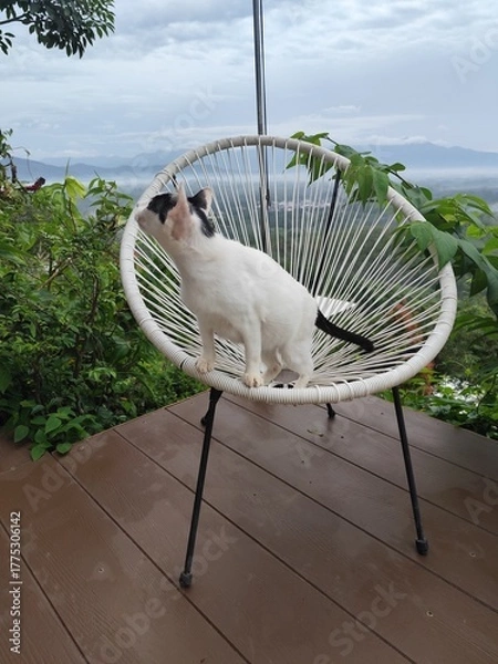 Fototapeta A white cat with black stripes on its face sits on a chair, looking at the morning mist from a high angle.