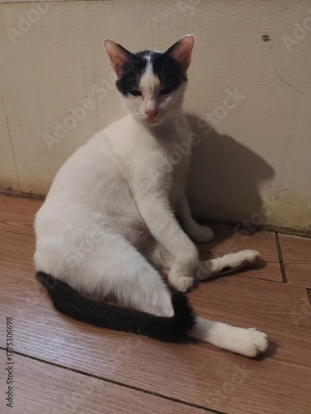 Fototapeta A white cat with black spots on its face is leaning against a wall and licking its fur.