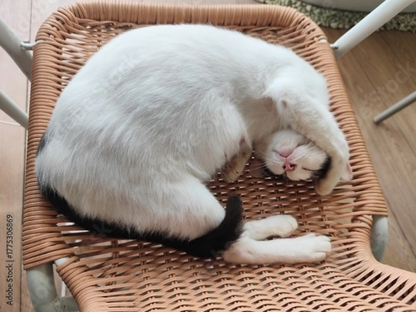 Fototapeta A cat that uses its front legs to cover its ears and eyes and sleeps.