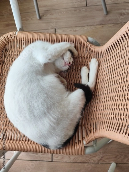 Fototapeta A cat that uses its front legs to cover its ears and eyes and sleeps.