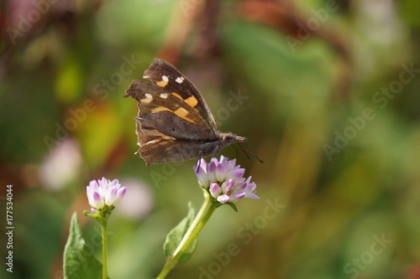 Fototapeta テングチョウ