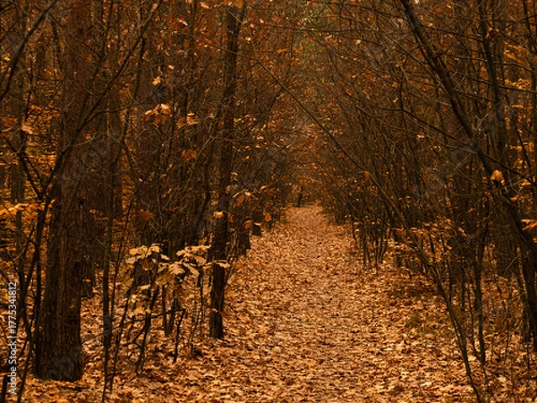 Fototapeta Forest path during autumn, carpeted with fallen leaves