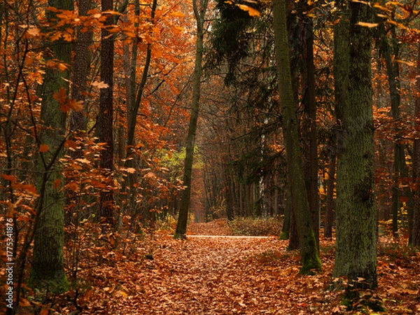 Fototapeta Forest path during autumn, carpeted with fallen leaves