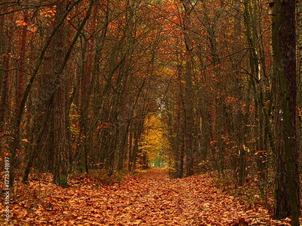 Fototapeta Forest path during autumn, carpeted with fallen leaves