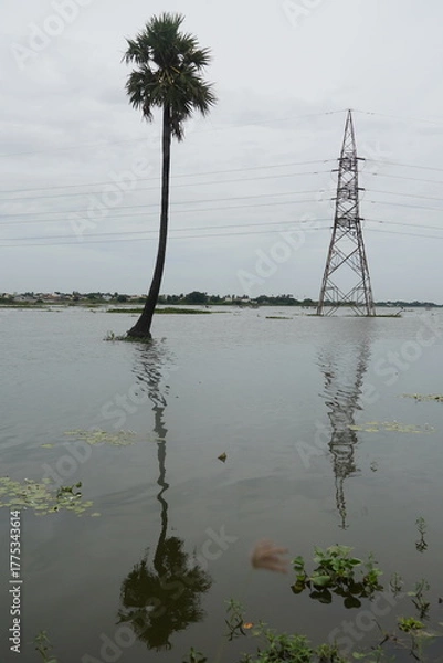 Fototapeta High voltage poles located along the paddy field. Flooded Agricultural Land.
