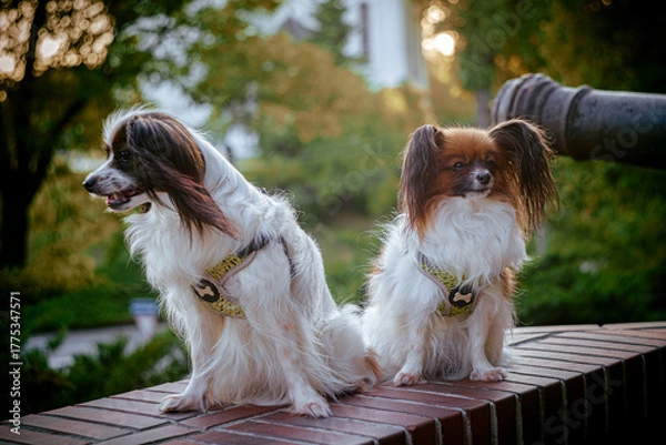 Obraz Papillon Dog in Summer Light