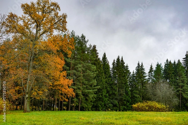 Fototapeta Autumn Forest Edge with Green Field under Overcast Sky
