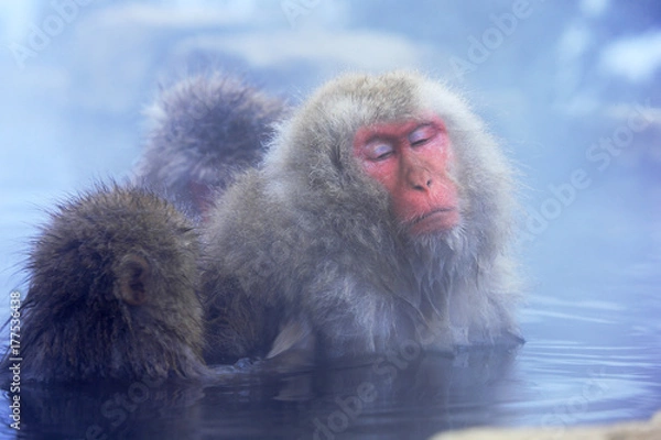 Obraz 地獄谷野猿公苑の温泉と猿