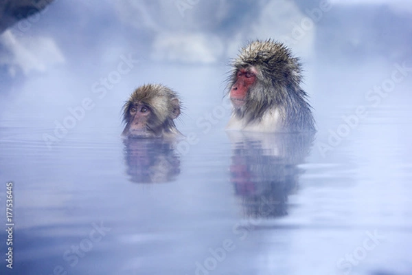 Fototapeta 地獄谷野猿公苑の温泉と猿